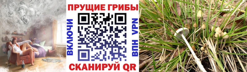 где найти наркотики  Лодейное Поле  Галлюциногенные грибы Psilocybine cubensis 
